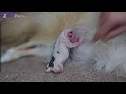 Kopek Dogum Ani Evde Kopek Dogumu Pomeranian Kopegimiz Dogurdu Puppy Youtube 2020 Kopek Kopek Turleri Doga Ana