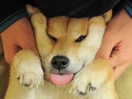 We have 85+ amazing background pictures carefully picked by our community. Pin On Doge