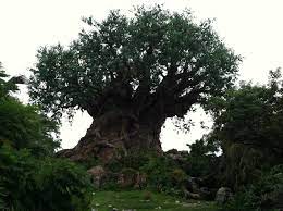 As a certified arborist we keep trees healthy with expert trimming and tree fertilization but also remove trees that have died to remove a significant. Phoenix Tree Care Trees By Louise 2174 Britains Ln Columbus Oh 43224 Yp Com