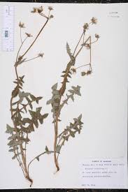 Image result for Sonchus integrifolius