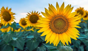 Bunga matahari atau dikenal dengan nama latin helianthus annuus l adalah salah satu bunga menariknya, bunga matahari juga mempunyai perilaku yang khas, yaitu selalu menghadap ke arah. Jenis Bunga Matahari Untuk Tanaman Hias Di Taman Jenis Net