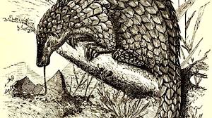 There are four species in africa and four in asia, all of which are protected and endangered. How The Pangolin Got Its Scales A Genetic Just So Story Dna Science
