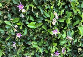 Image result for Grewia flava