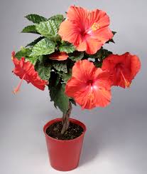 Rules of planting hibiscus from seeds or cutting. Costa Farms Live Outdoor 20in Tall Multicolor Braided Hibiscus Flowering Plant 2 Pack Walmart Com Walmart Com