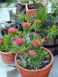 Pin On Protea