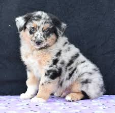 Vip puppies works with ohio dog breeders to match you with the perfect puppy. Cute Cute Meet Diego An Adorable Australianshepherd Puppy He Is Familyraised And Loves To Playfetch He Is Act Cute Dogs Cute Animals Puppies