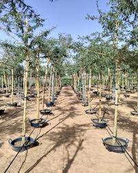 Image result for Acacia xanthophloea