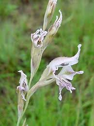 Image result for Psammotropha myriantha