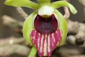 Image result for Vanilla polylepis