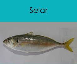 Ikan gabus di dunia ikan hias tidak kalah dengan ikan hias lainnya. 21 Jenis Ikan Yang Dijual Di Pasar Jangan Tak Kenal Pula Bila Kena Suruh Beli Nanti