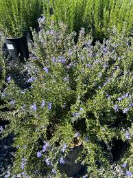 Image result for Rosmarinus officinalis