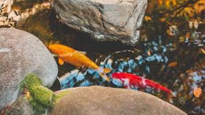 A 1,000 gallon, 3 feet deep pond is better and will nicely sustain 2 to 4 koi fish. How To Go About Keeping Koi In A Small Pond Totally Koi