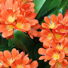Image result for clivia