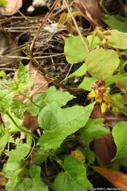 Image result for Rhynchosia viscosa