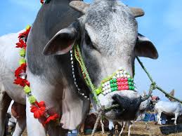 Camel milk sure has its benefits. The Sacrifice Of Eid Al Adha Animals In Islam