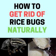 how to get rid of rice bugs (rice