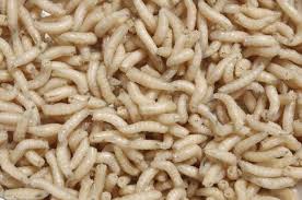Tita s kitchenette maggots in wounds. Genetically Modified Maggots To Help Heal Wounds Faster Clinical And Molecular Dx