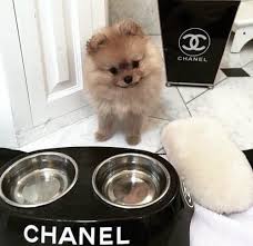 Animals Cute Puppy Dog Animal Pets Rich Dog Dogs Cute Puppies