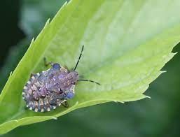 Ever wonder where the name stink bug comes from? Pest Control For Stink Bugs Ny Nj Pa Pestech Pest Solutions