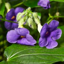 Image result for Thunbergia