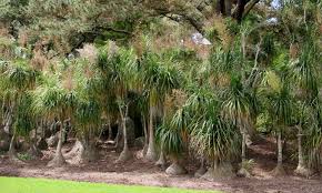 How do you repot a ponytail palm? 5 Tips To Grow Ponytail Palm Outdoors