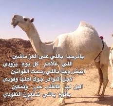كلام حلو عن الابل تغريدات عن جمال الابل الإبداع الفضائي