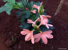 Image result for Crossandra mucronata