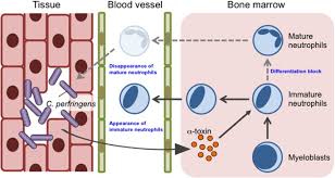 Clostridium perfringens (formerly known as c. Clostridium Perfringens A Toxin Impairs Innate Immunity Via Inhibition Of Neutrophil Differentiation Scientific Reports