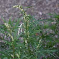 Das beifußblättrige traubenkraut (ambrosia artemisiifolia / ragweed) ist eine pflanzenart aus der familie der korbblütler (asteraceae). Beifuss Oder Ragweed Zamg Phanologie