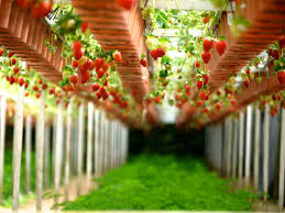 Watering is made simple and easy for children to help grow our food and flowers. Everything You Need To Know About Growing Strawberries Mr Plant Geek