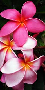 Pink Frangipani 2 Photo Flowers Photographer Anthony Charles Whitten Flower Painting Flower Wallpaper Flowers Photography
