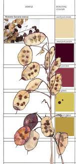 Planet Sam Colour From The Season Honesty Seed Pod Cream Seed Pods Seeds Botanical Drawings