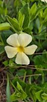 Image result for Thunbergia mildbraediana
