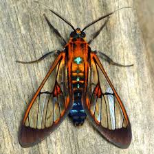 Black And Orange Bug That Looks Like A Wasp Wasp Moth Beautiful Bugs Insects Moth