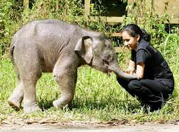 After all, remaining with his elephant. Dr Diana Passionate Dedicated To Wildlife Conservation In Sabah Danau Girang