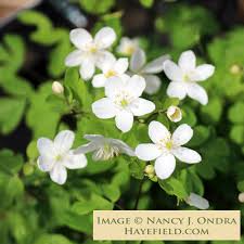 Image result for Aneilema petersii