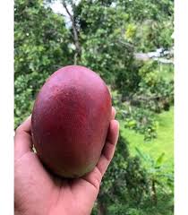 Image result for Garcinia livingstonei