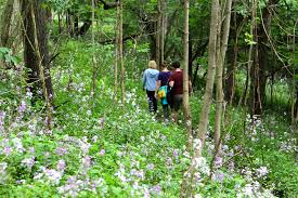 We did not find results for: Forest Bathing 101 4 Reasons To Take A Woodsy Walk Hamilton Halton Brant