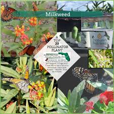 Safe For Your Monarchs Not Sprayed And Nearly Always Available At You Florida Home Depot Garden Centers Pollinator Plants Milkweed Plant Florida Plants