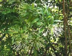 Image result for Tricalysia jasminiflora