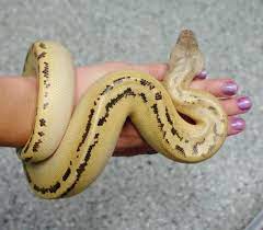 Pin On Breeding Projects