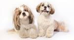 Shih Tzu Names – 200 Great Ideas for Your New Fluffy Puppy