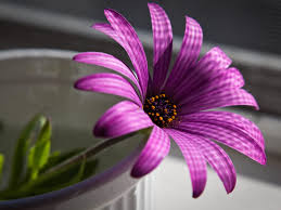 Flowers are almost everywhere so they can be photographed easily. Purple Beautiful Flowers Images For Wallpaper Novocom Top