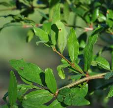 Image result for Pouchetia baumanniana