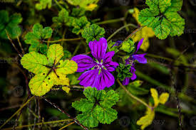 Image result for Grona setigera