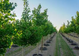 The leaves on the ginkgo are an interesting fan shape that flutters in the slightest breeze. Princeton Sentry Ginkgo Tree Garden Gate Nursery