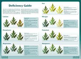 Do Your Plants Have A Nutrient Deficiency Atlantis Hydro Plant Nutrients Plant Problems Identify Plant