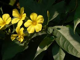 Image result for Linaceae