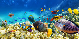 Let us study more about it below. Ecosistemas Definicion Tipos Caracteristicas Y Ejemplos