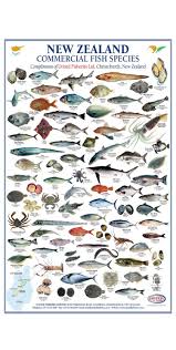 new zealand commercial fish species in 2019 fish chart